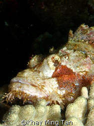 Portrait shot of scopionfish by Khay Ming Tan 